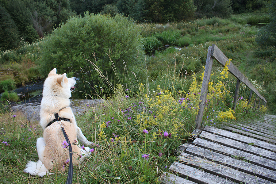 Rakas, rakkaampi, Ossi